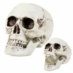 Doodshoofd Met Beweegbare Kaak